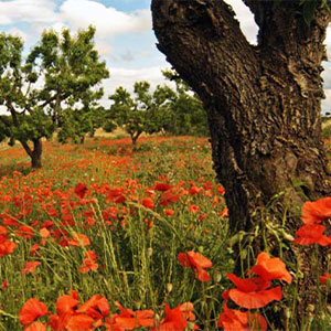 Voyage en Italie au mois d'avril