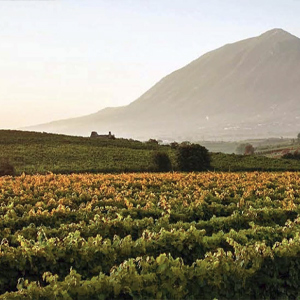 Les vins de Campanie